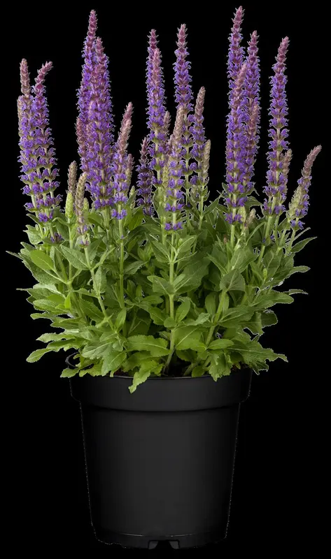 salvia nem. 'ostfriesland' P9 - afbeelding 4