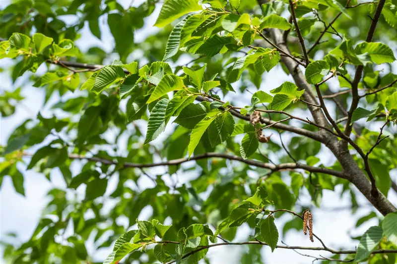 ostrya carpinifolia 8/10 - afbeelding 1