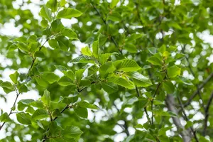 ostrya carpinifolia 8/10 - afbeelding 2