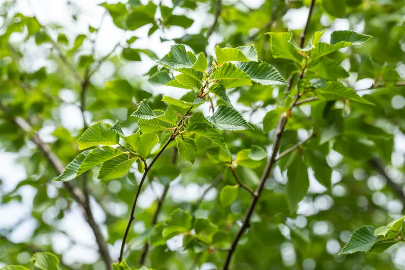 ostrya carpinifolia 8/10 - afbeelding 3