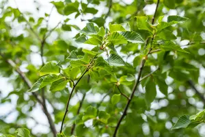 ostrya carpinifolia 8/10 - afbeelding 3