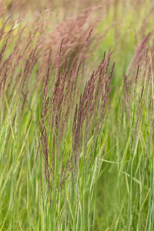 calamagrostis acut. 'overdam' P9 - afbeelding 2