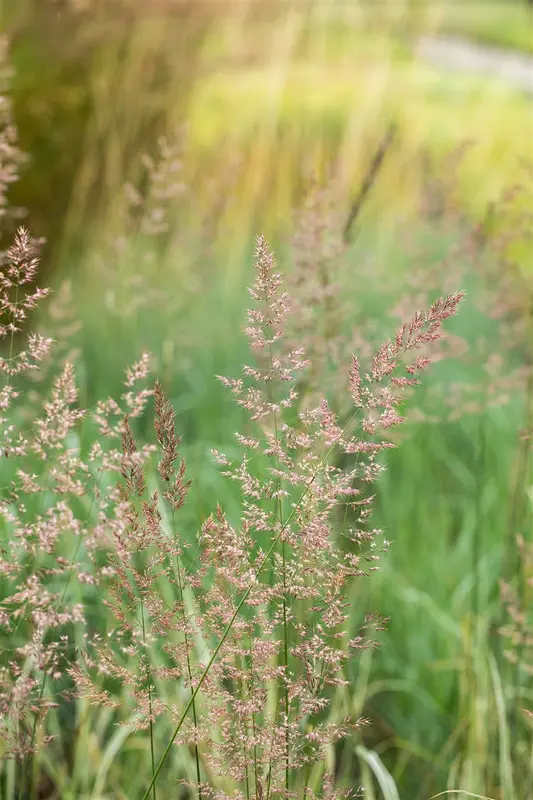 calamagrostis acut. 'overdam' P9 - afbeelding 3