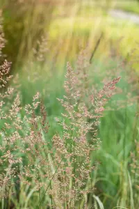 calamagrostis acut. 'overdam' P9 - afbeelding 3