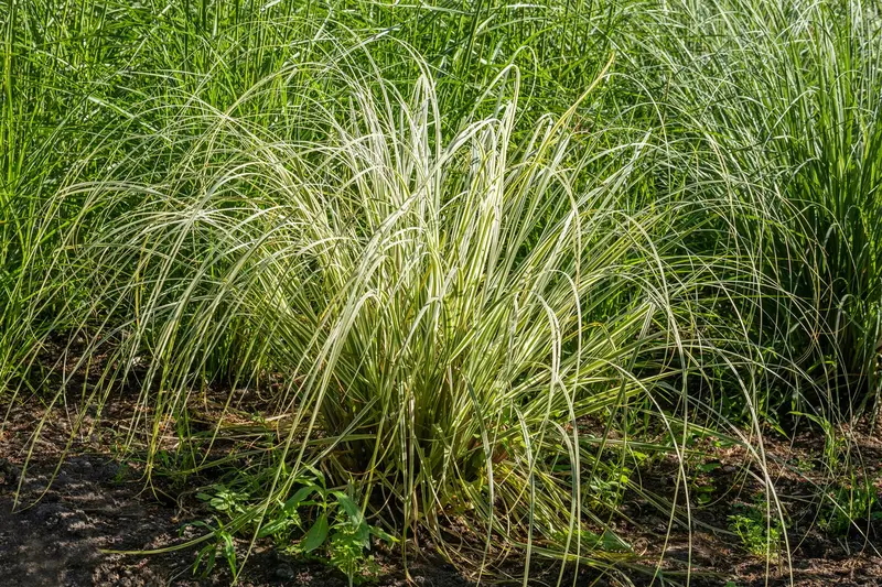 calamagrostis acut. 'overdam' P9 - afbeelding 4