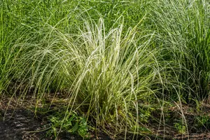 calamagrostis acut. 'overdam' P9 - afbeelding 4