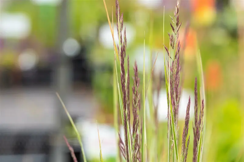 calamagrostis acut. 'overdam' P9 - afbeelding 5