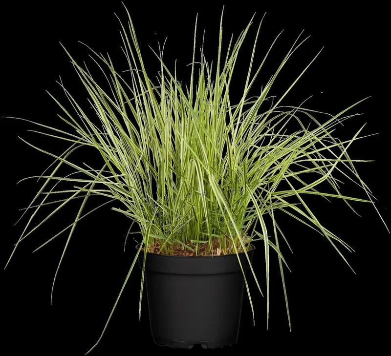 calamagrostis acut. 'overdam' P9 - afbeelding 1