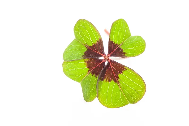 oxalis deppei-p9 20/220 maja - afbeelding 4