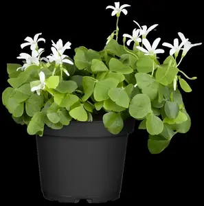 oxalis deppei-p9 geluk nederlands 11/231 n po - afbeelding 3