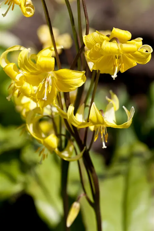 erythronium 'pagoda' P11