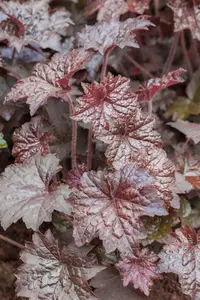 heuchera micr. 'palace purple' P11 - afbeelding 4