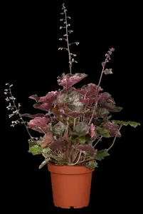 heuchera micr. 'palace purple' P11 - afbeelding 5