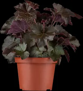 heuchera micr. 'palace purple' P11 - afbeelding 1