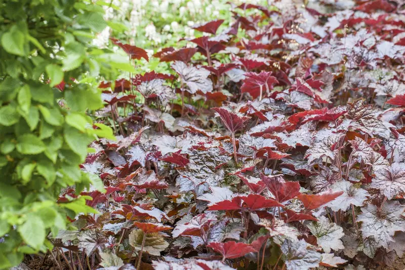 heuchera micr. 'palace purple' P11 - afbeelding 3