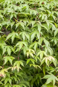 acer palmatum (250-300 cm) - afbeelding 4