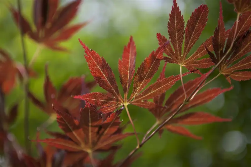 acer palmatum (200-250 cm) - afbeelding 1