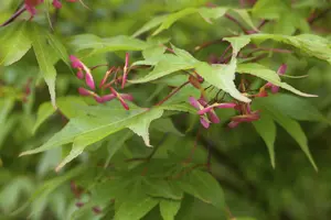 acer palmatum (100-125 cm) C35 - afbeelding 5