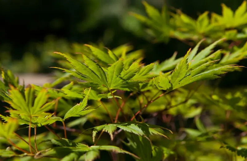 acer palmatum (250-300 cm) - afbeelding 3