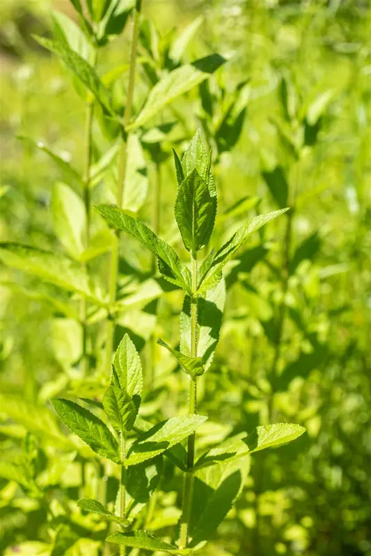 stachys palustris P9 - afbeelding 1