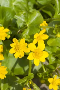 caltha palustris P9 - afbeelding 3