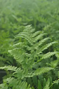 thelypteris palustris ( dryopteris pal.) P9