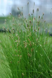 eleocharis palustris P9