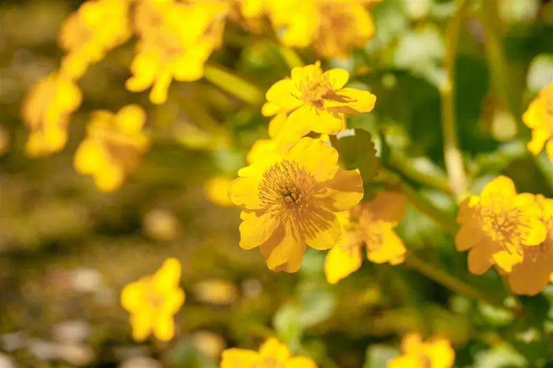 caltha palustris P9 - afbeelding 4