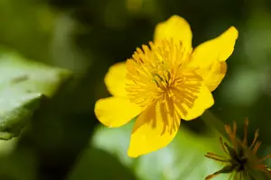 caltha palustris P9 - afbeelding 5