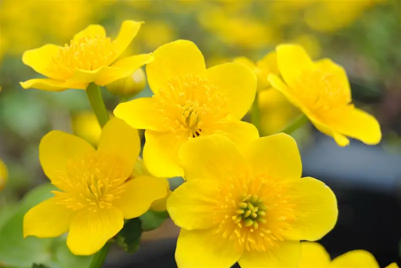 caltha palustris P9 - afbeelding 1