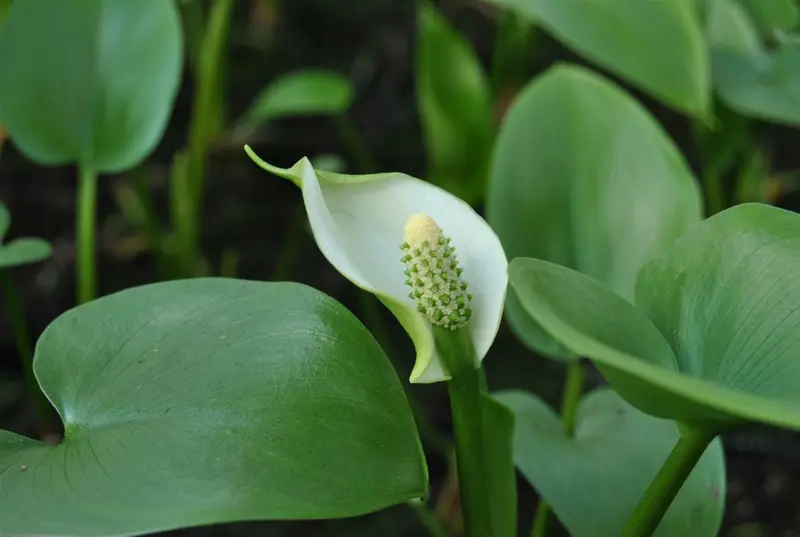 calla palustris P9 - afbeelding 1