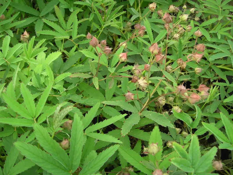 potentilla palustris P9