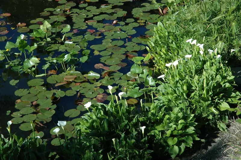 calla palustris P9 - afbeelding 2