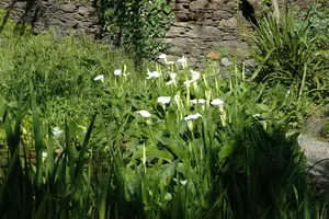 calla palustris P9 - afbeelding 4