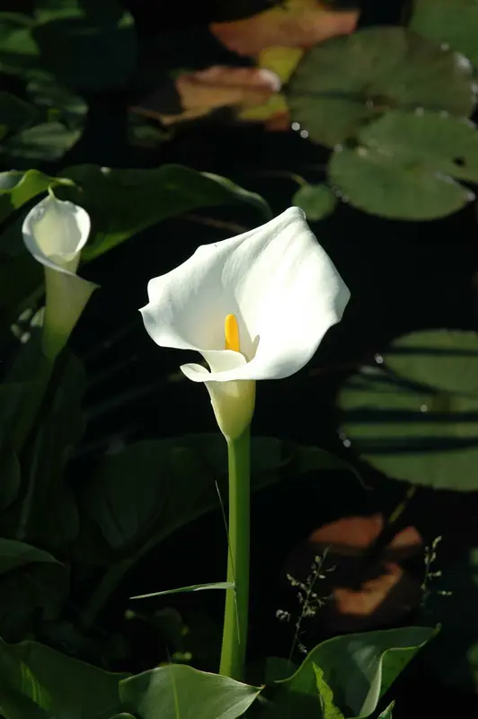 calla palustris P9 - afbeelding 3