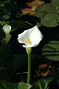 calla palustris P9 - afbeelding 3