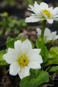 caltha pal. 'alba' P9