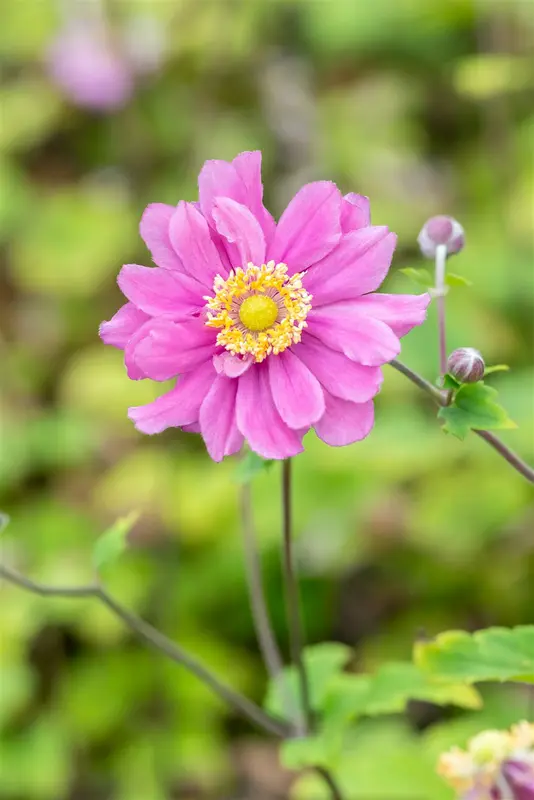 anemone hybr. 'pamina' P9 - afbeelding 4