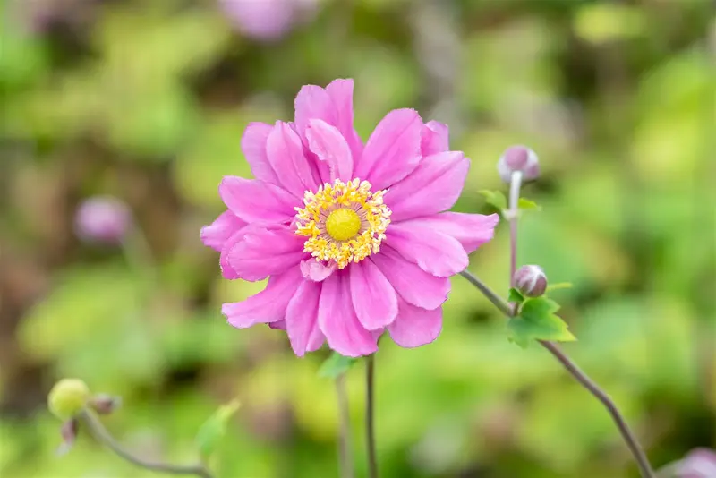 anemone hybr. 'pamina' P9 - afbeelding 3