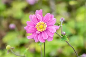 anemone hybr. 'pamina' P9 - afbeelding 3