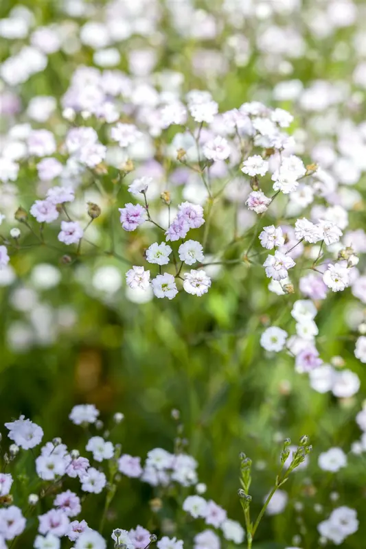 gypsophila paniculata P11 - afbeelding 1