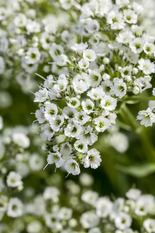 gypsophila paniculata P11 - afbeelding 3