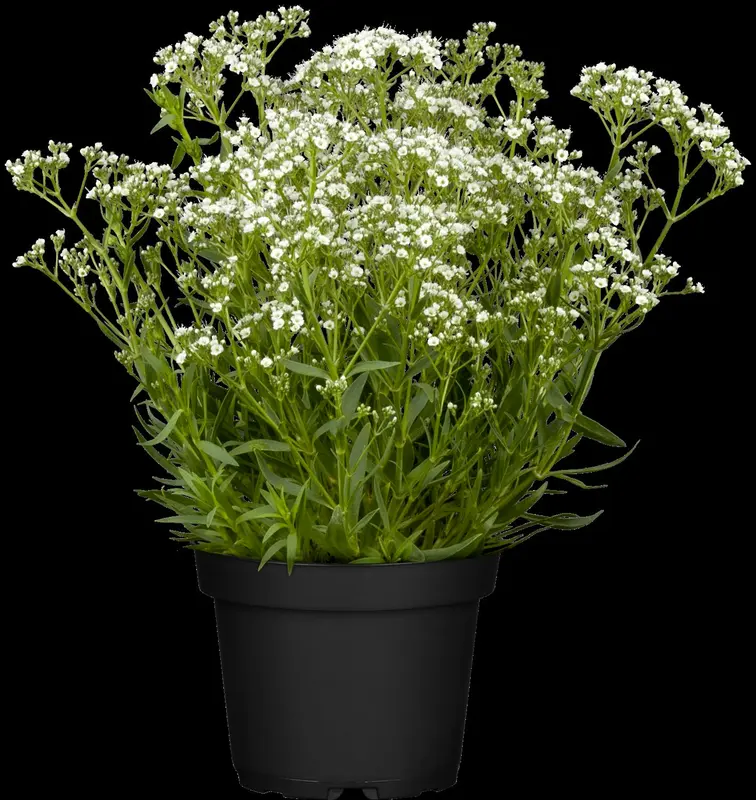 gypsophila paniculata P11 - afbeelding 2