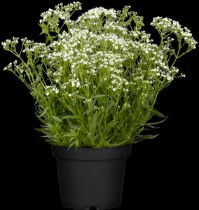 gypsophila paniculata P11 - afbeelding 2