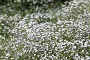 gypsophila paniculata P11 - afbeelding 4