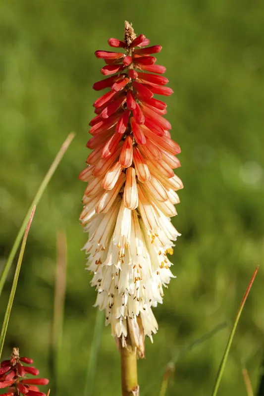 kniphofia hybr. 'papaya popsicle'® P9 - afbeelding 1