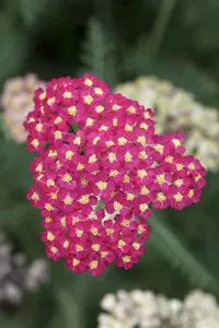 achillea mill. 'paprika' P11 - afbeelding 2