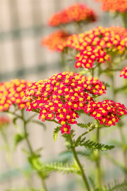 achillea mil. 'paprika' P9 - afbeelding 5