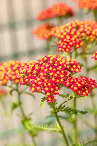 achillea mil. 'paprika' P9 - afbeelding 5