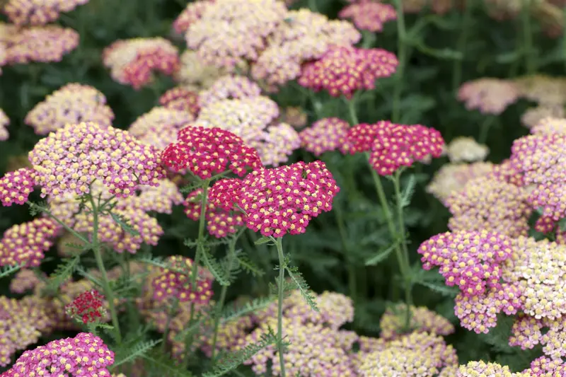 achillea mil. 'paprika' P9 - afbeelding 1